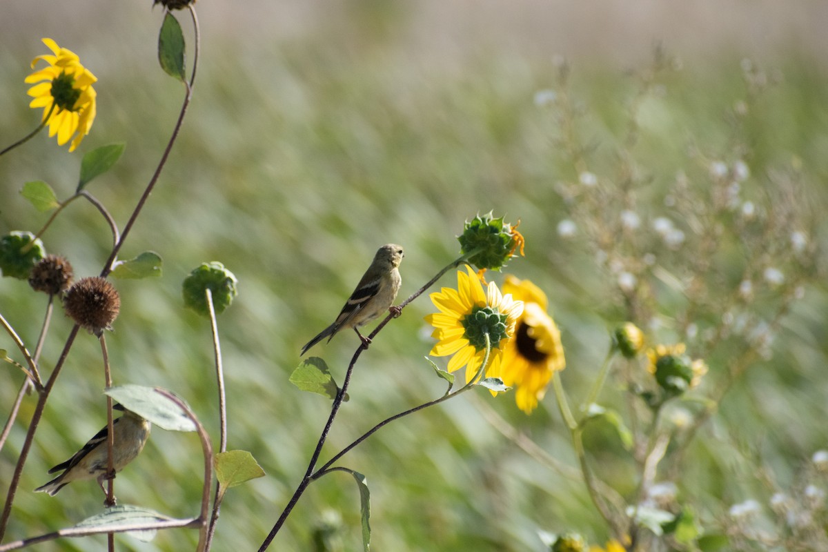 American Goldfinch - ML609093556