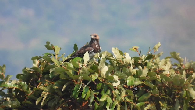 Augur Buzzard (Augur) - ML609093571