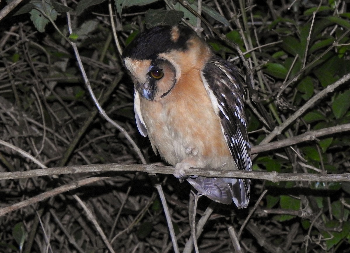 Buff-fronted Owl - ML609093658