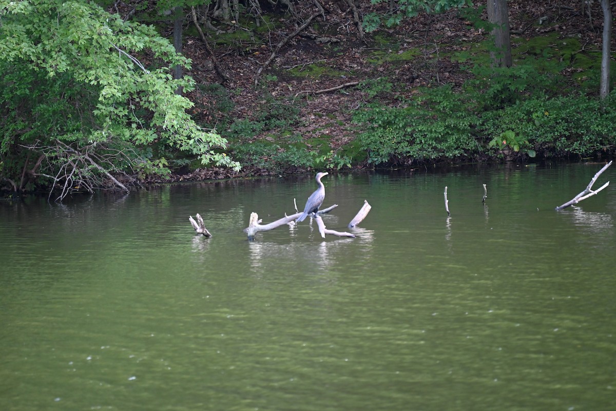 Double-crested Cormorant - ML609093726