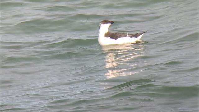 Razorbill - ML609093780