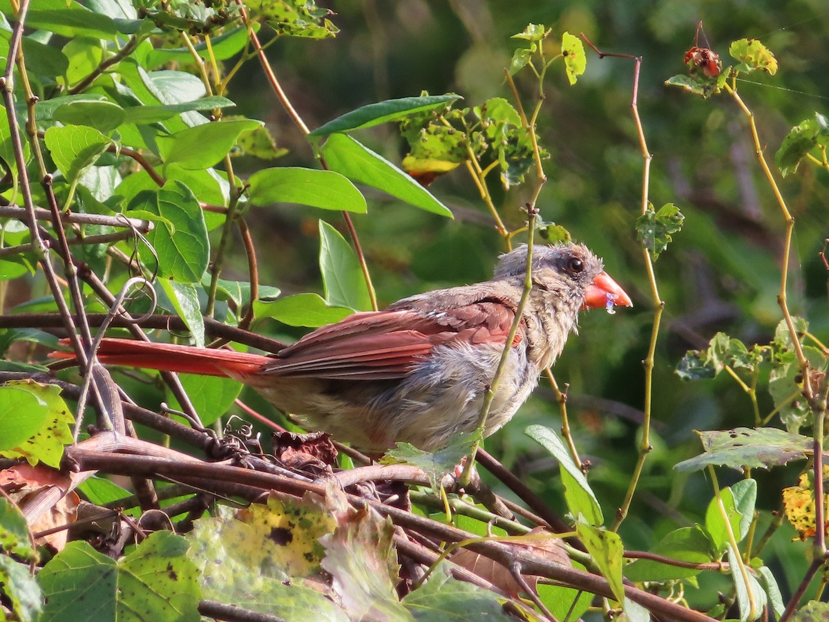 Northern Cardinal - Ken Clark