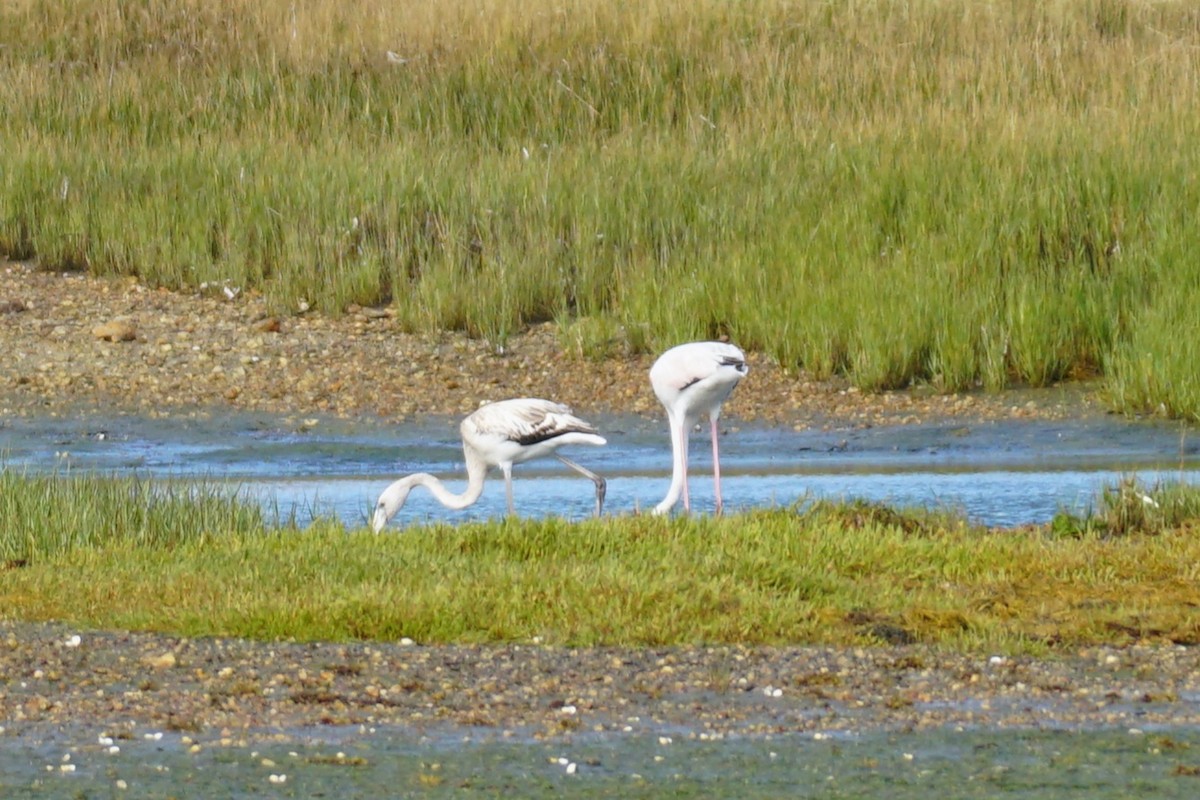 Greater Flamingo - ML609093791