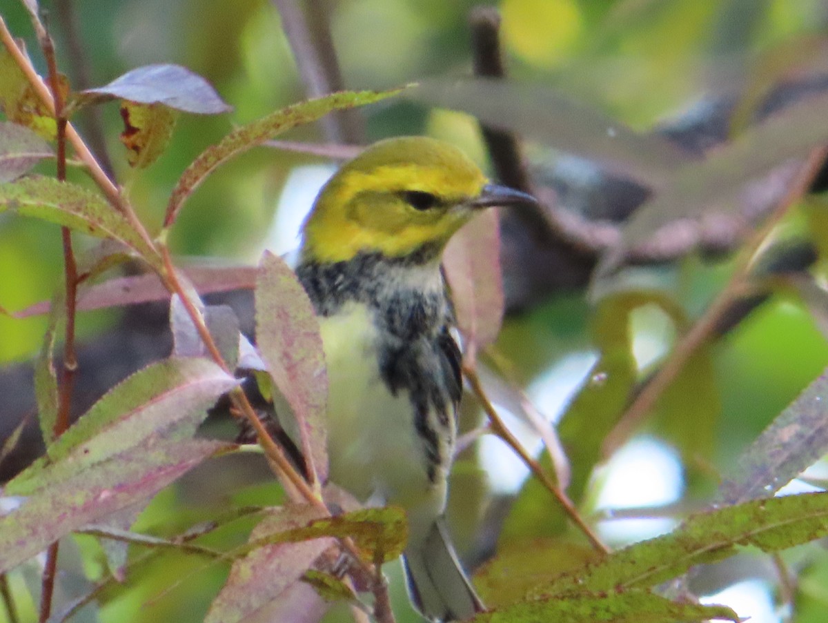 Black-throated Green Warbler - ML609093792