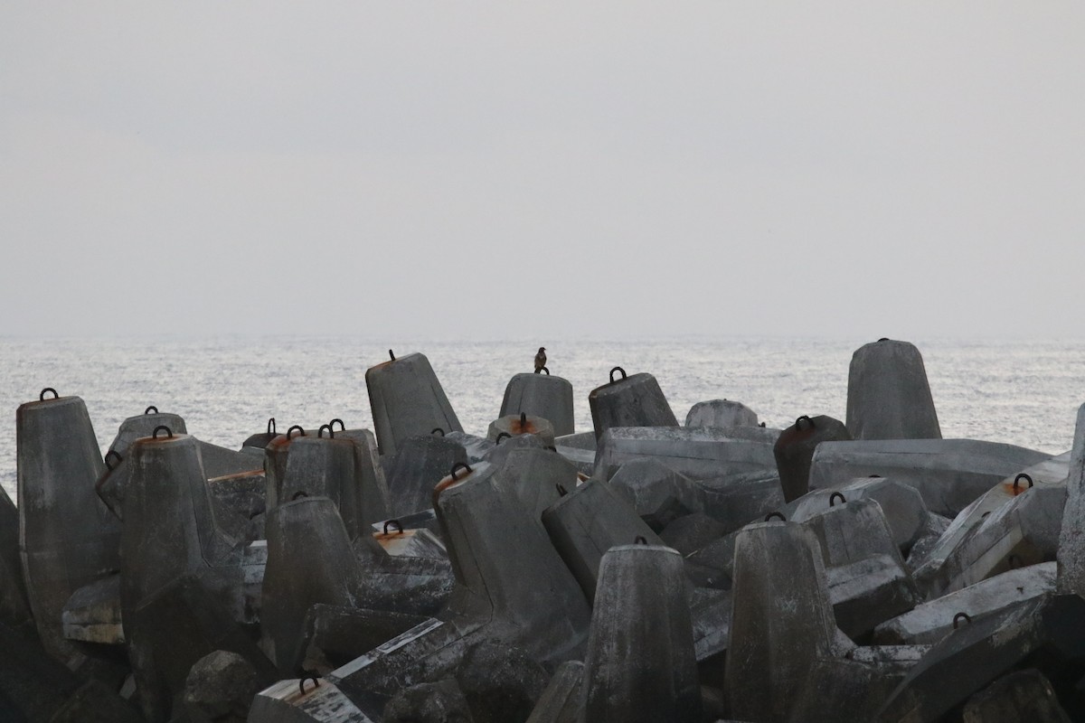 Black Kite (Black-eared) - ML609093805