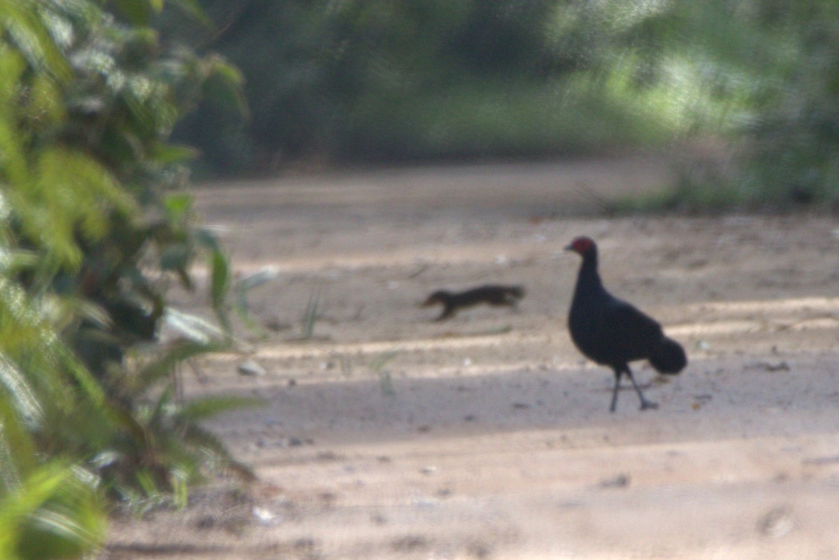 Malayan Crestless Fireback - ML609093821