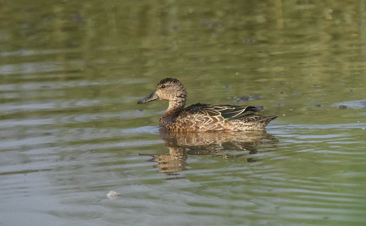 Green-winged Teal - Dale Reynolds