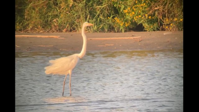 Garza/Garceta/Garcilla sp. - ML609093869