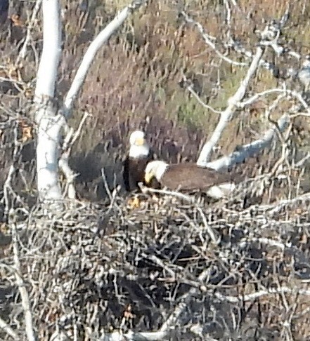 Bald Eagle - ML609094008