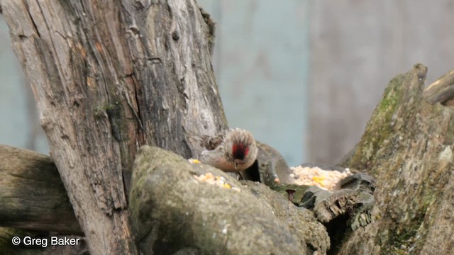 Hoary Redpoll (exilipes) - ML609094012