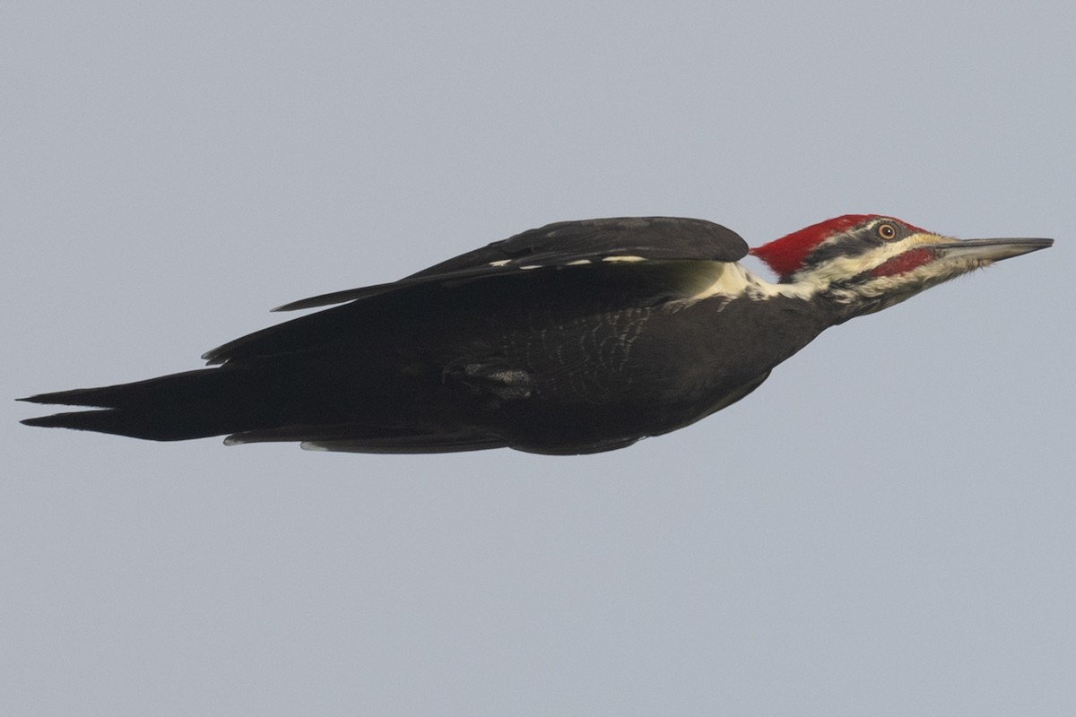 Pileated Woodpecker - ML609094028