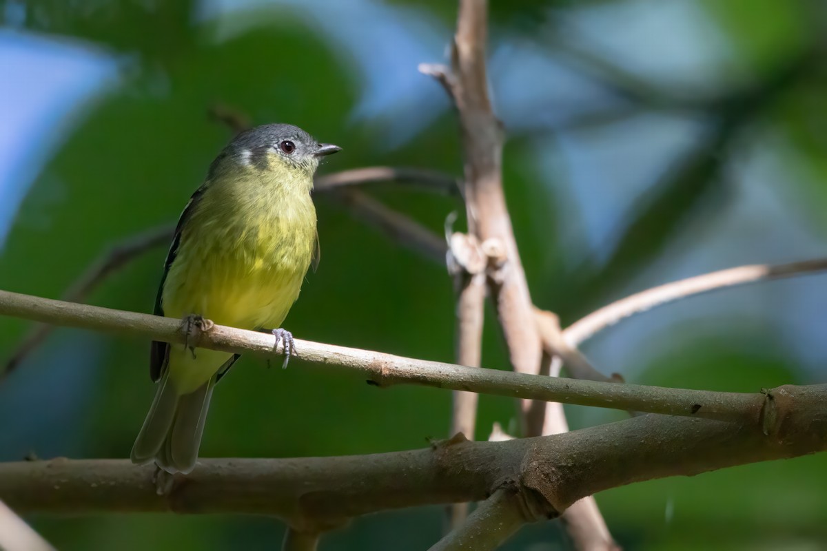 Ashy-headed Tyrannulet - Jhonathan Miranda - Wandering Venezuela Birding Expeditions