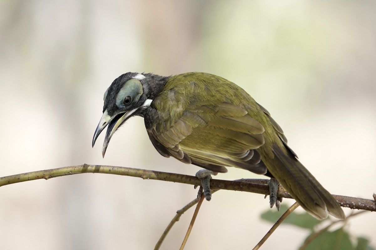 Blue-faced Honeyeater (White-quilled) - ML609094109