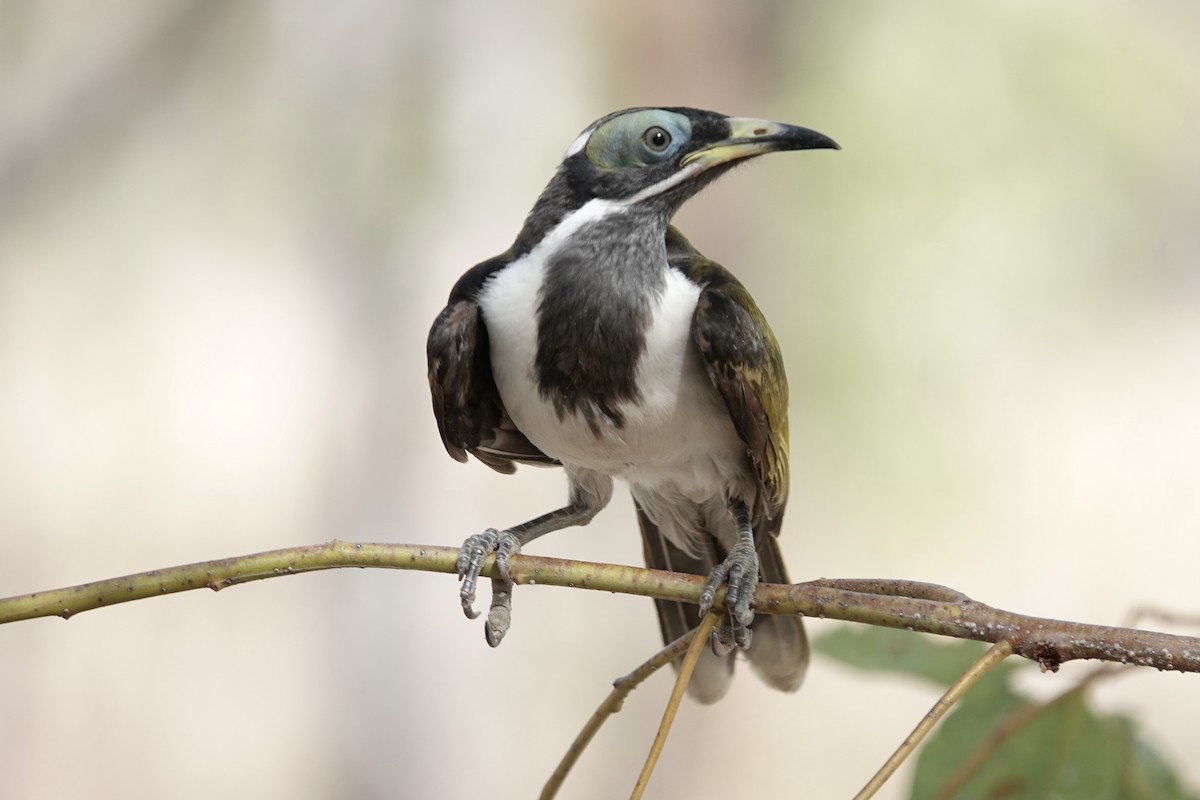 Blue-faced Honeyeater (White-quilled) - ML609094110