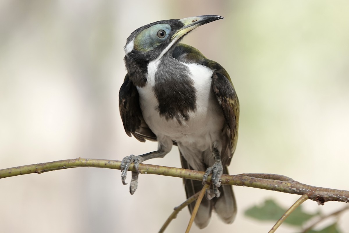 Blue-faced Honeyeater (White-quilled) - ML609094112