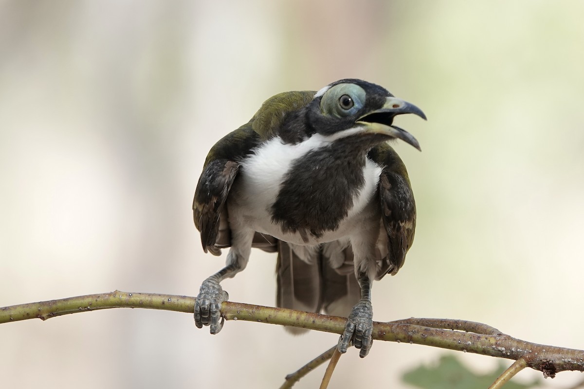 Blue-faced Honeyeater (White-quilled) - ML609094115