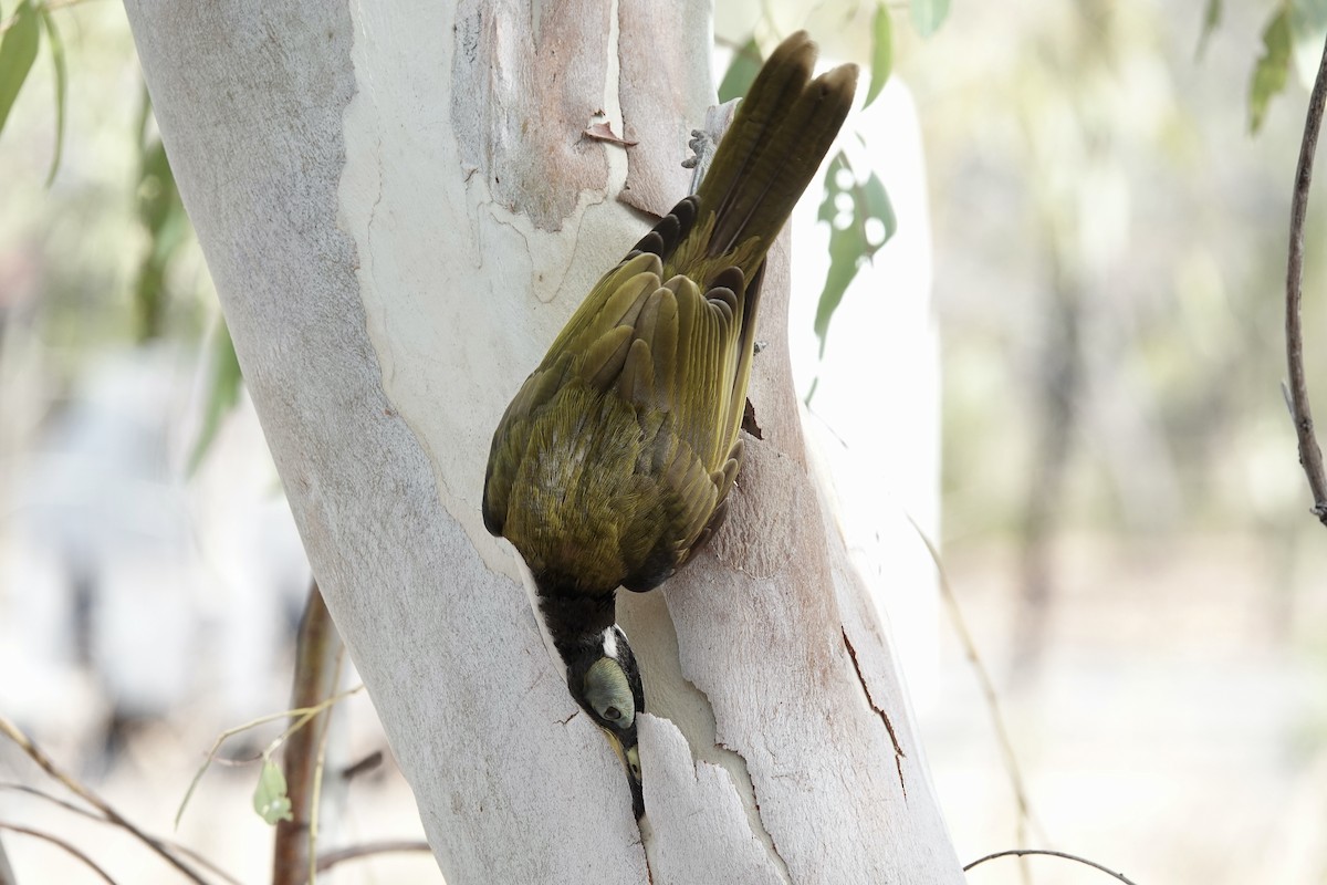 Blue-faced Honeyeater (White-quilled) - ML609094118