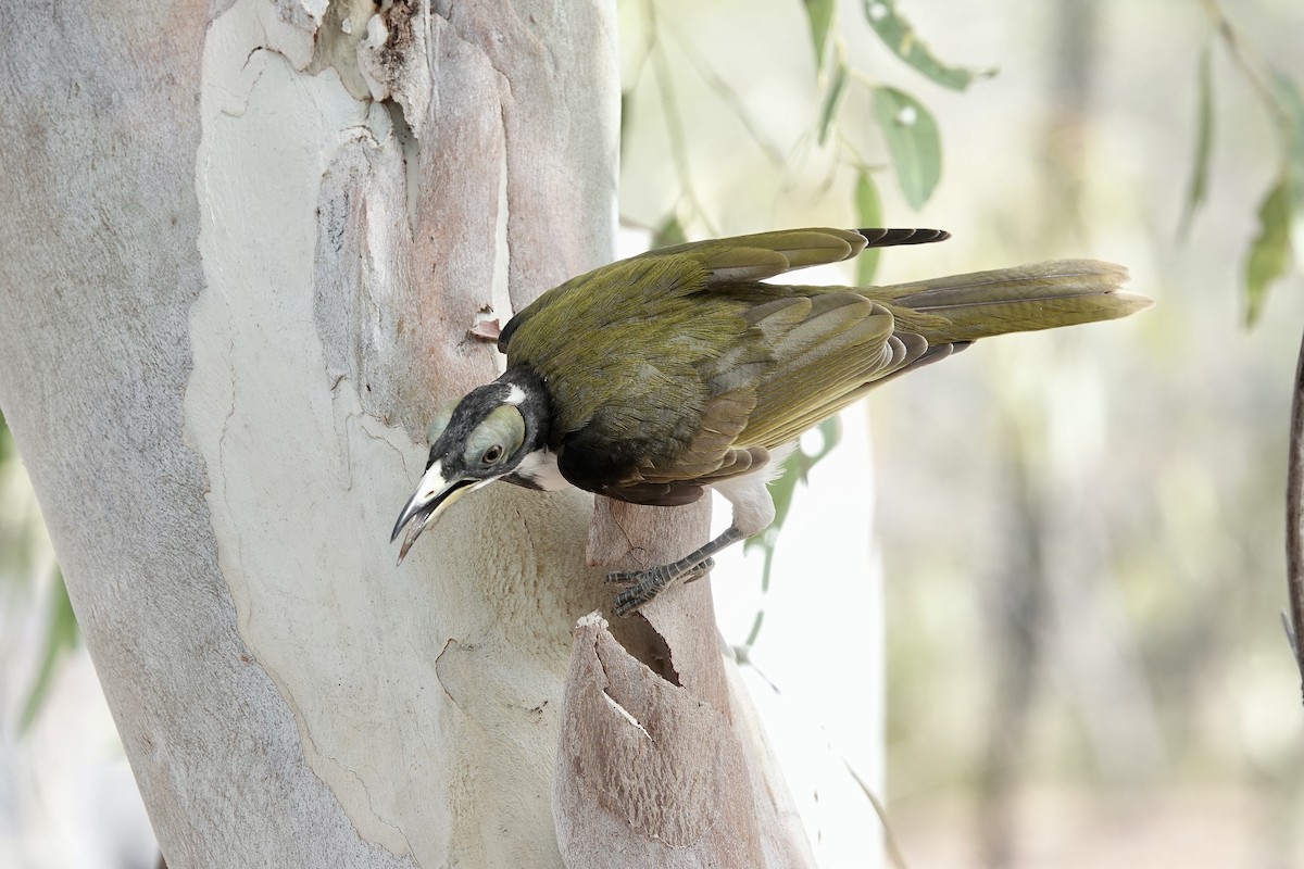 Blue-faced Honeyeater (White-quilled) - ML609094119