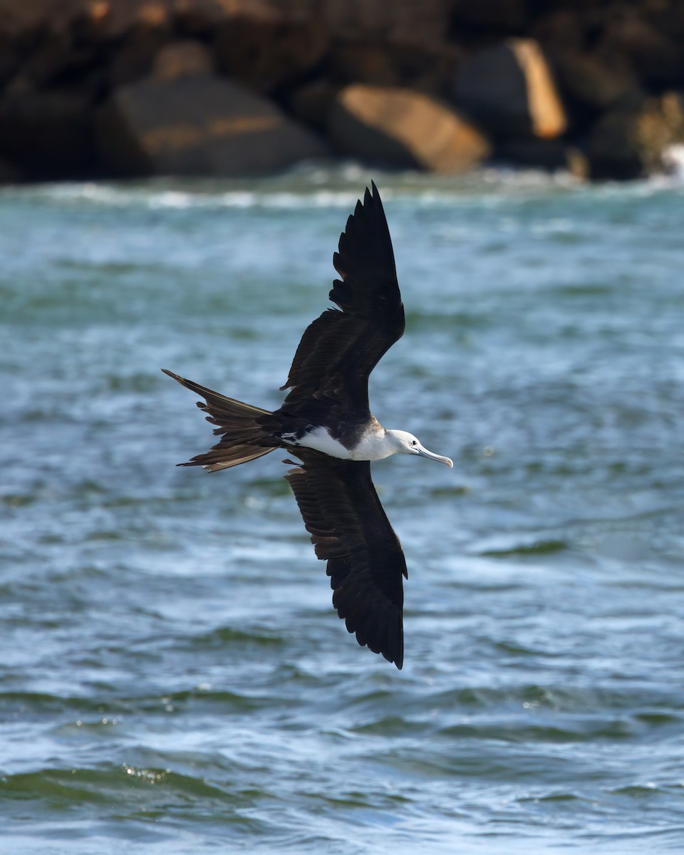 Magnificent Frigatebird - David Turko