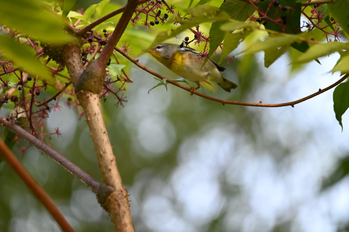 Northern Parula - ML609094188