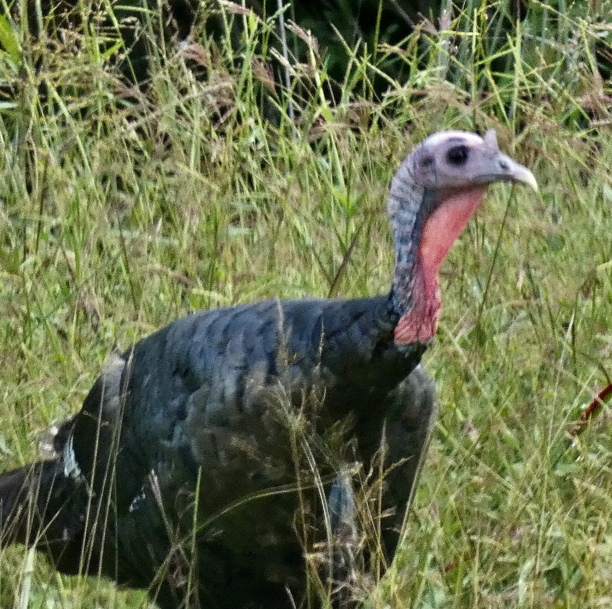 Wild Turkey - ML609094243