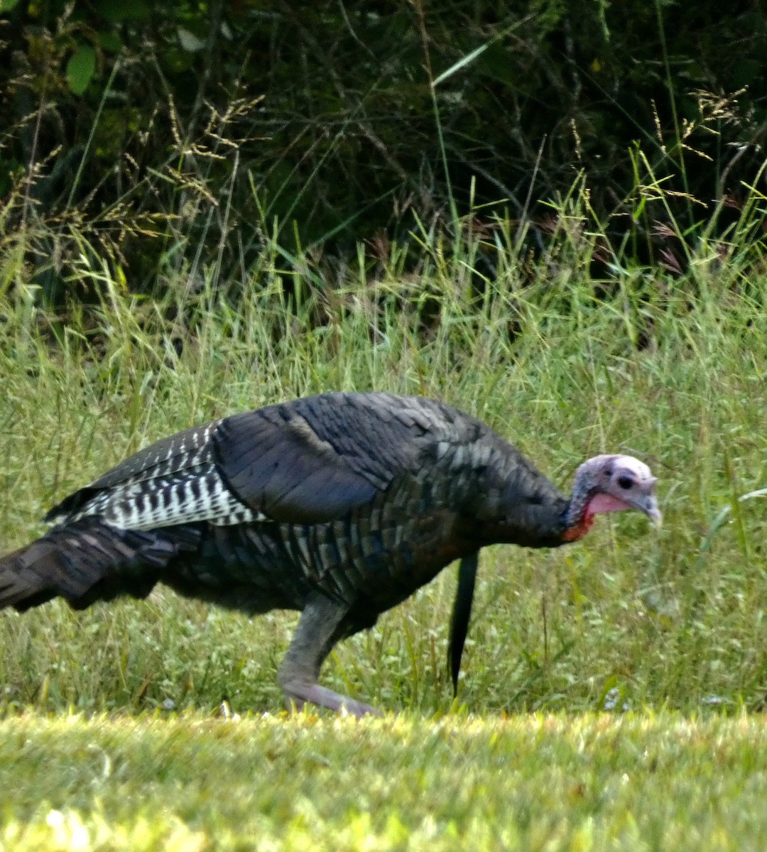 Wild Turkey - ML609094244