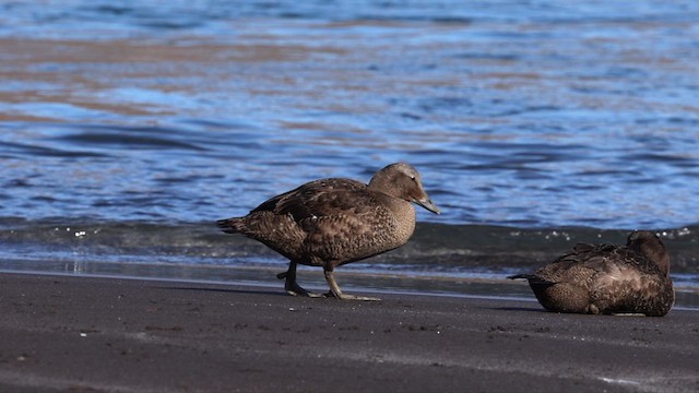 Common Eider - ML609094280