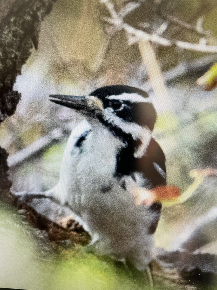 Hairy Woodpecker - ML609094497