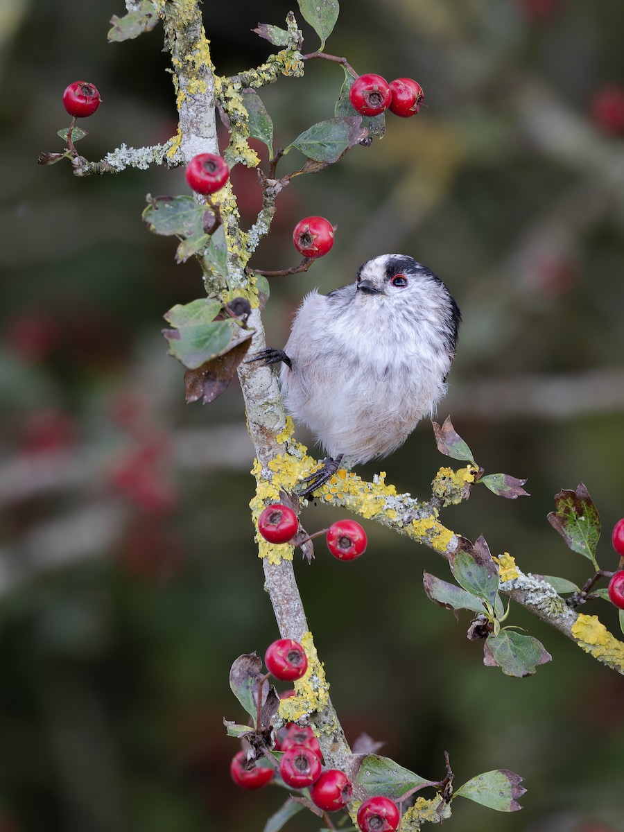 Uzun Kuyruklu Baştankara - ML609094508