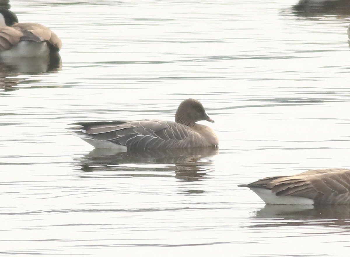 Pink-footed Goose - Jeremiah Trimble