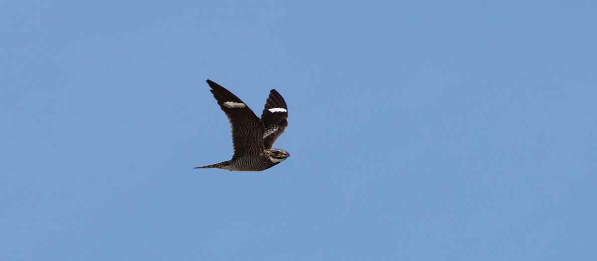 Common Nighthawk - ML609094650