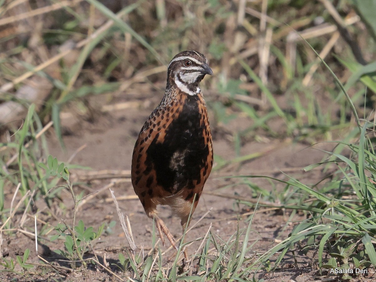 Harlequin Quail - ML609094692