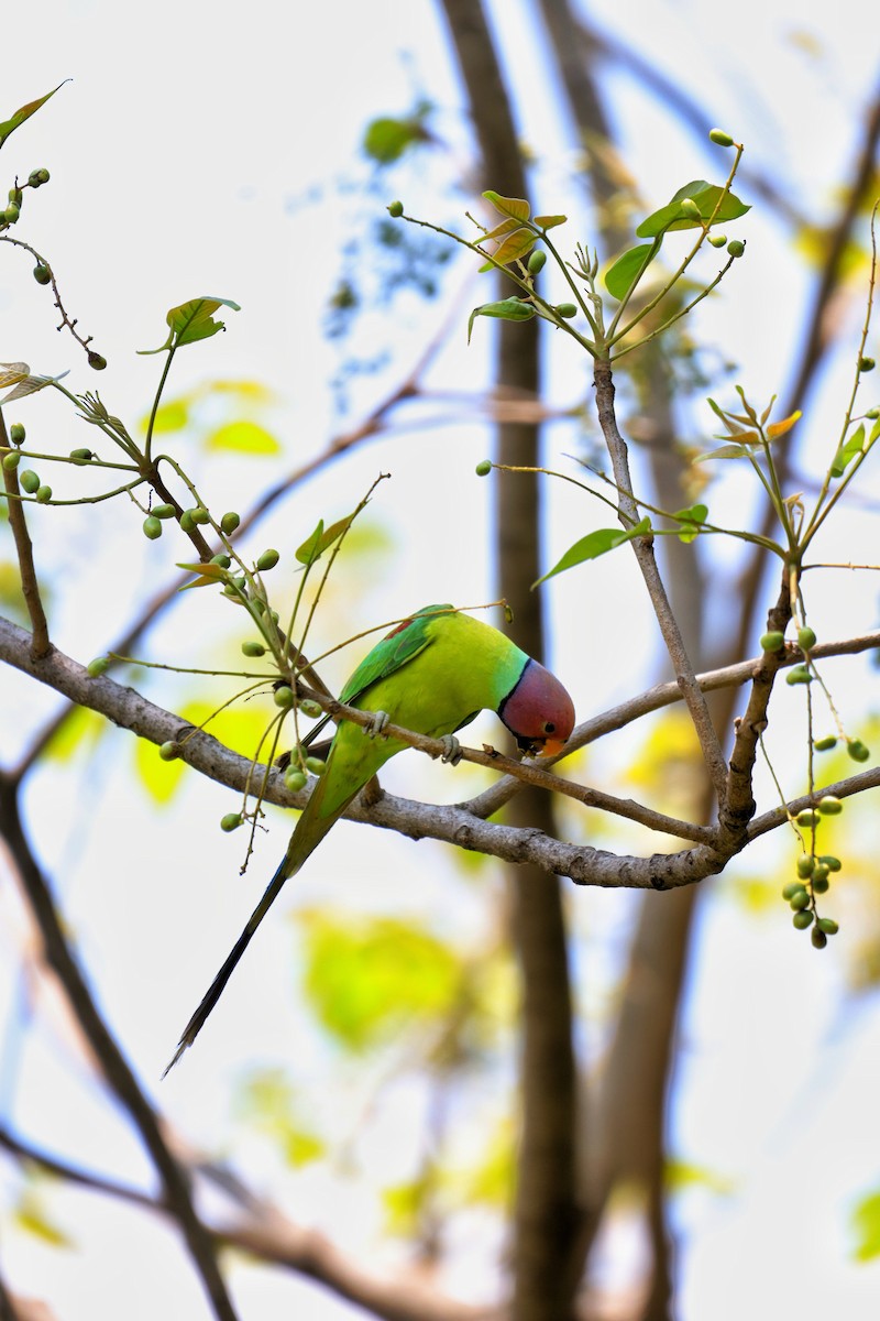 Plum-headed Parakeet - ML609094744