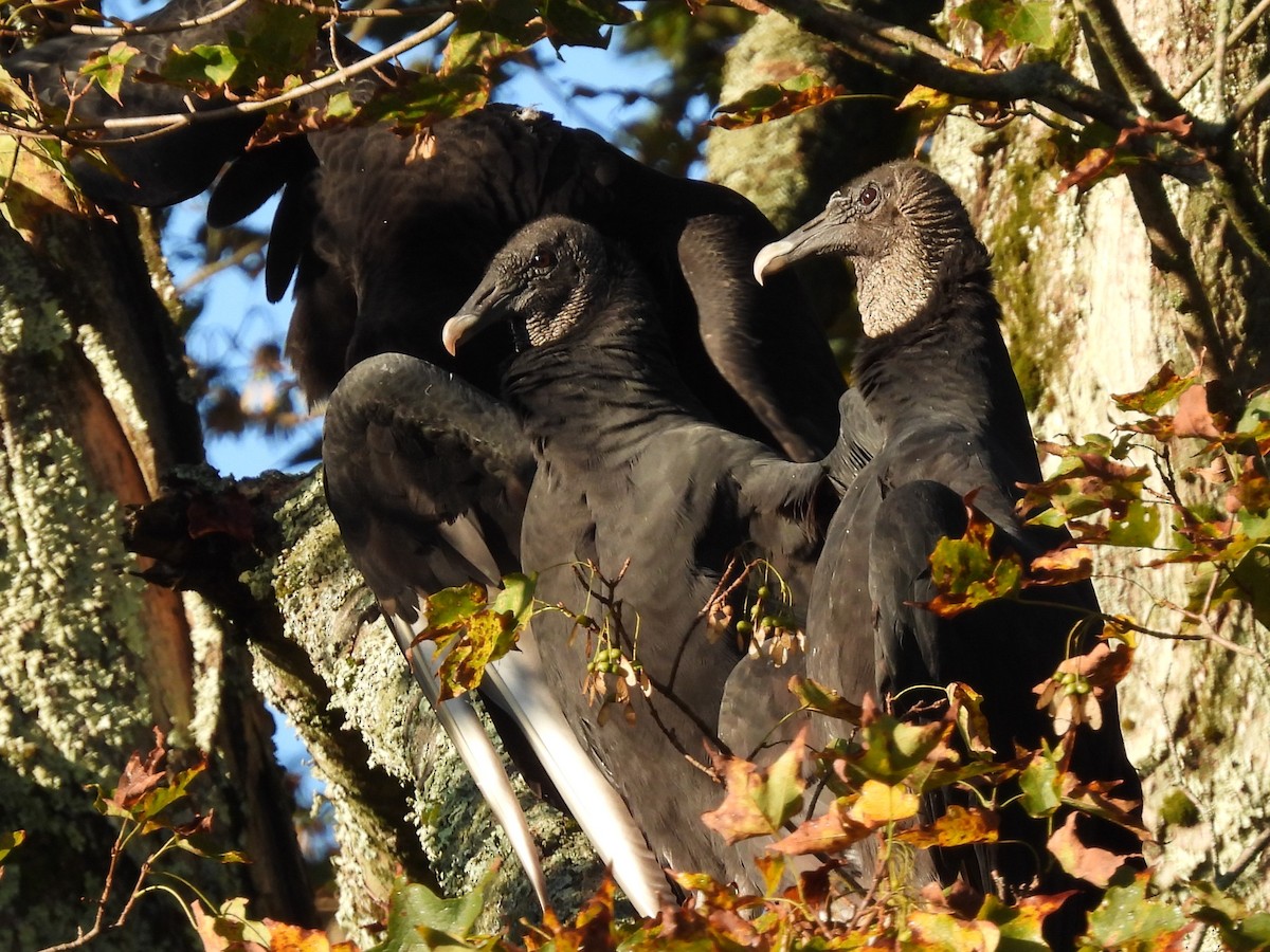 Black Vulture - ML609094752