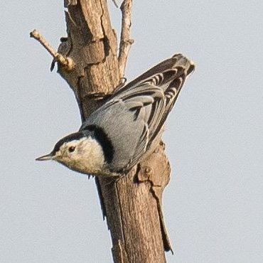 White-breasted Nuthatch - ML609094805