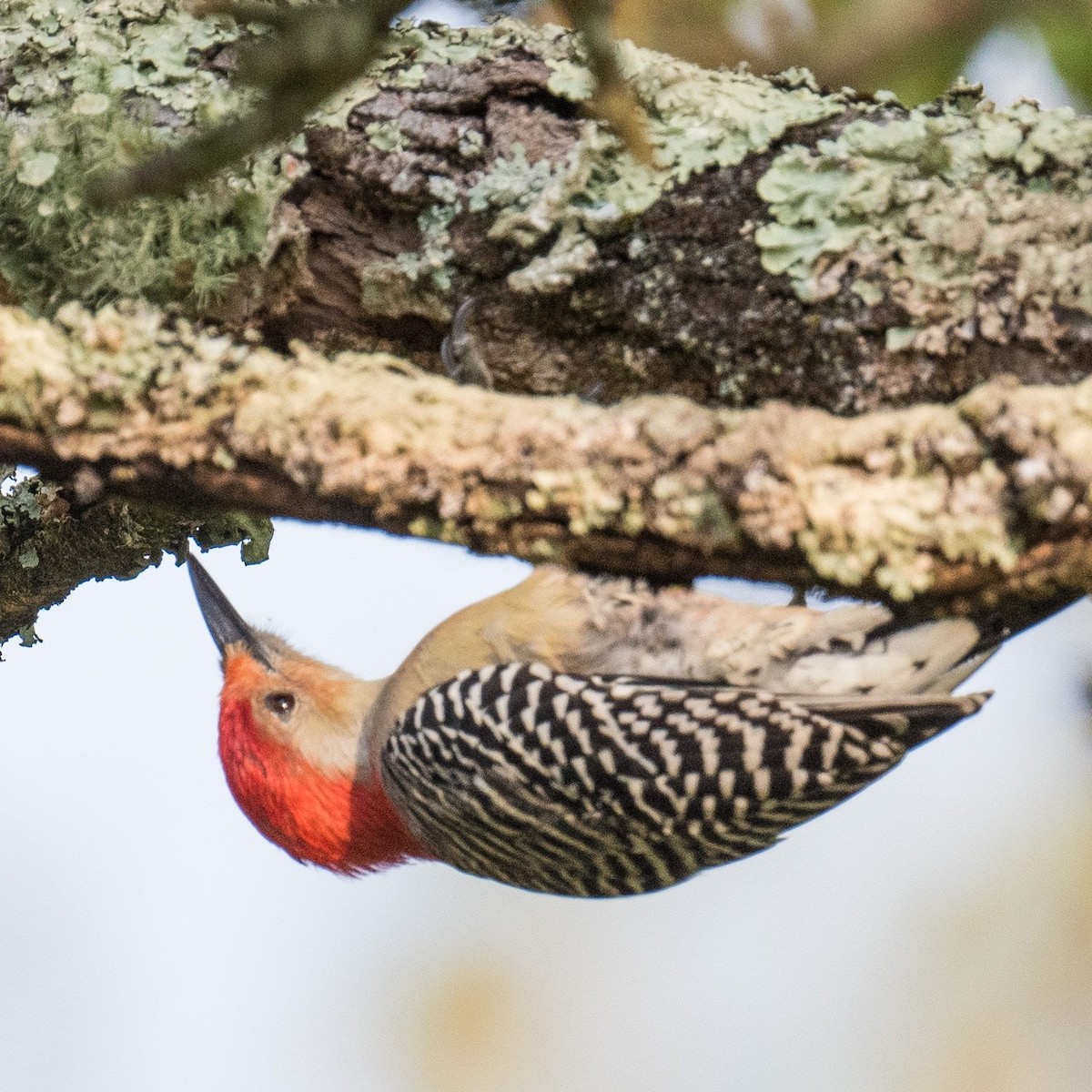 Red-bellied Woodpecker - ML609094828