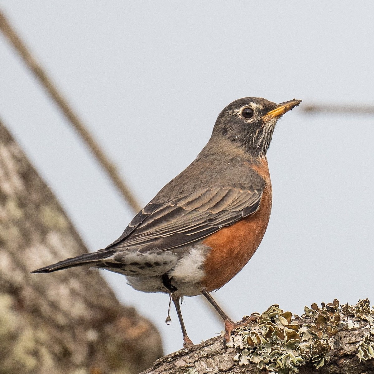 American Robin - ML609094861