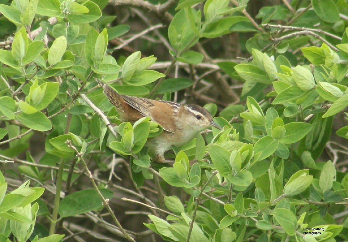 Marsh Wren - ML609094906