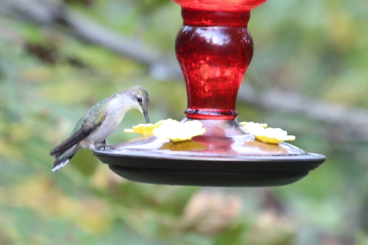 Ruby-throated Hummingbird - ML609094993
