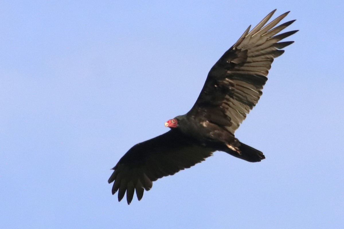 Turkey Vulture - ML609095001