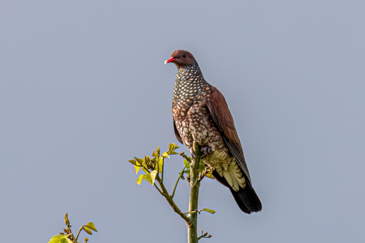 Scaled Pigeon - ML609095002