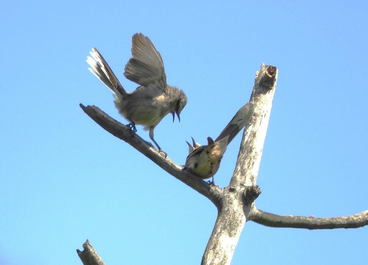 Chalk-browed Mockingbird - ML609095003