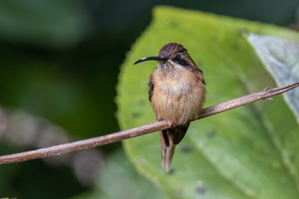 Stripe-throated Hermit - ML609095008