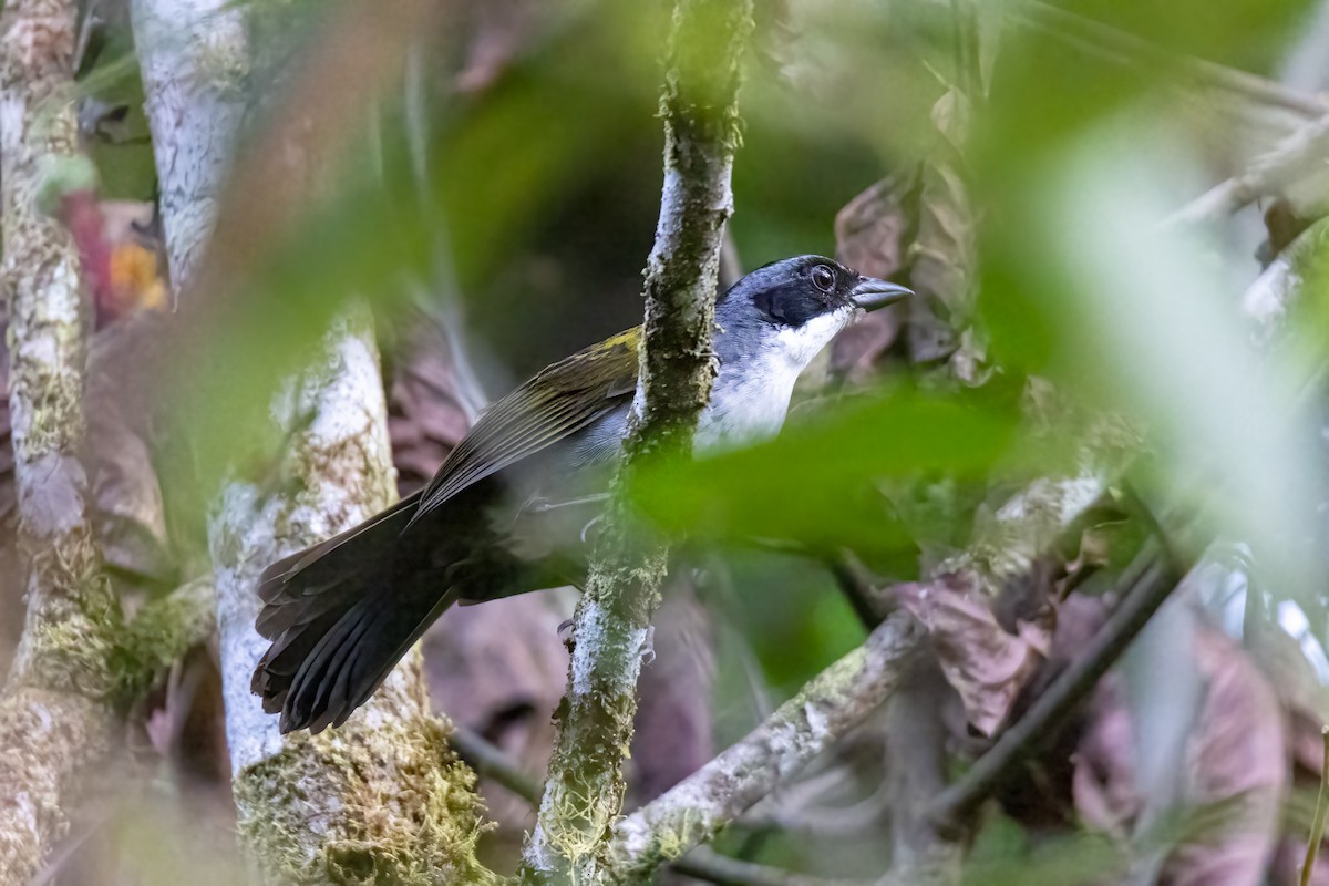 Costa Rican Brushfinch - ML609095019