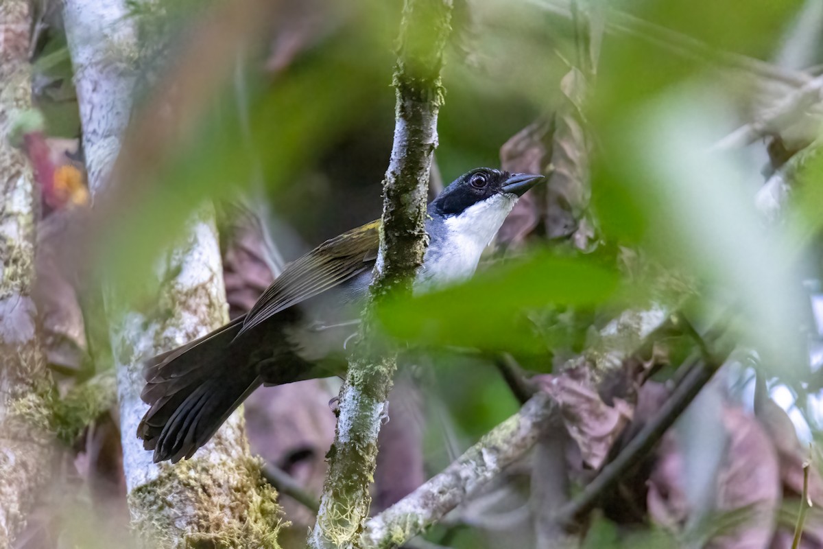 Costa Rican Brushfinch - ML609095020