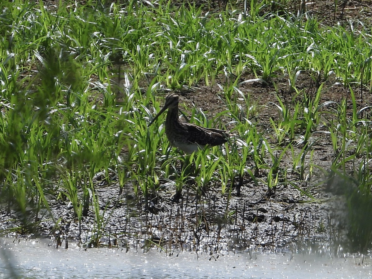 Wilson's Snipe - Justus P