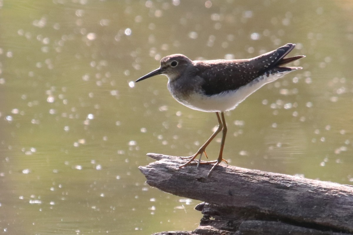 Solitary Sandpiper - ML609095057