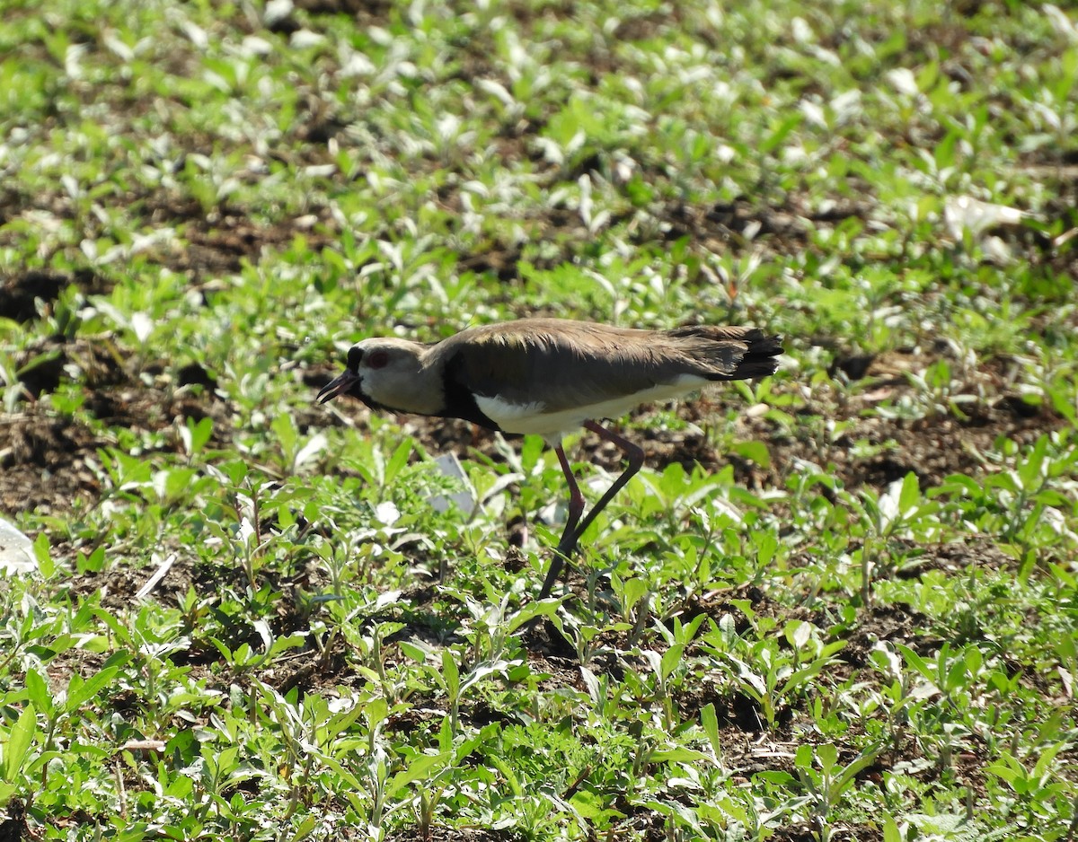 Southern Lapwing - ML609095066