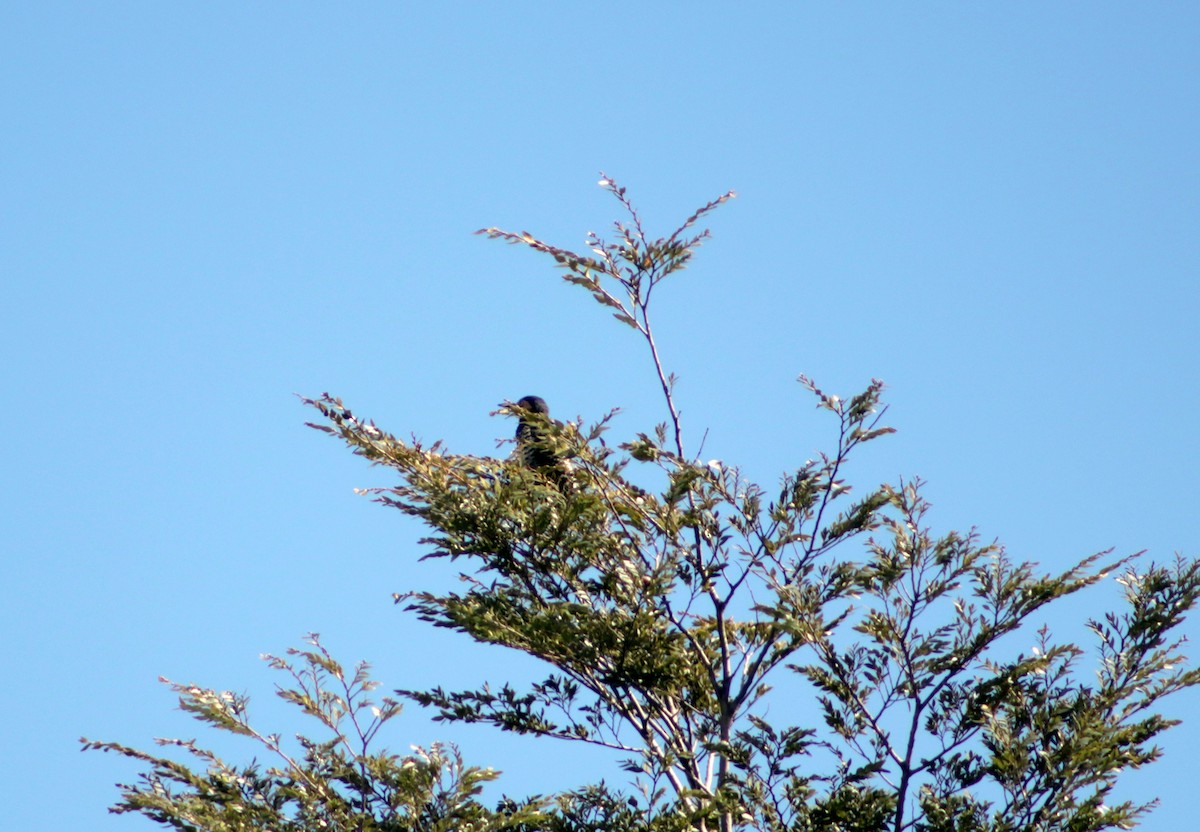 Chilean Flicker - ML609095088