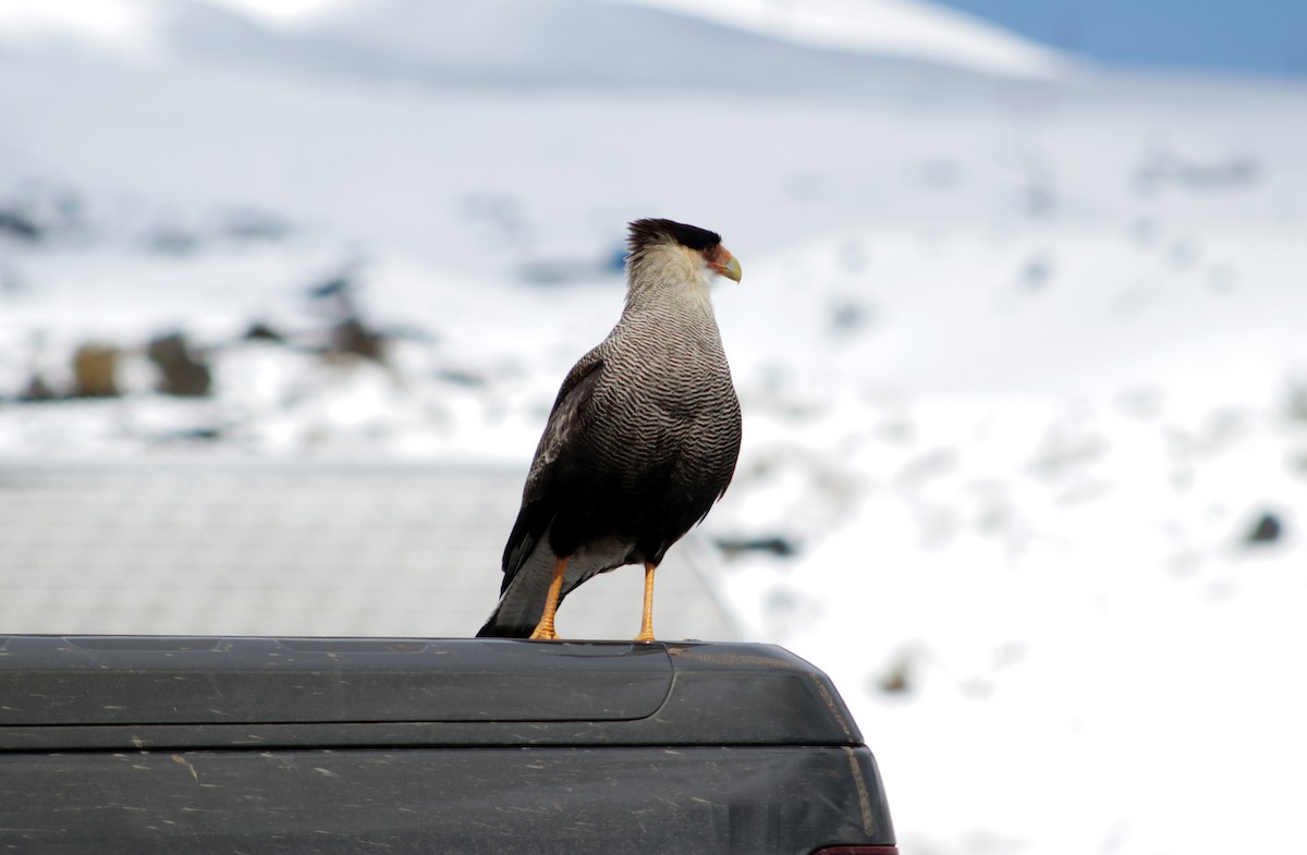 Crested Caracara - ML609095100